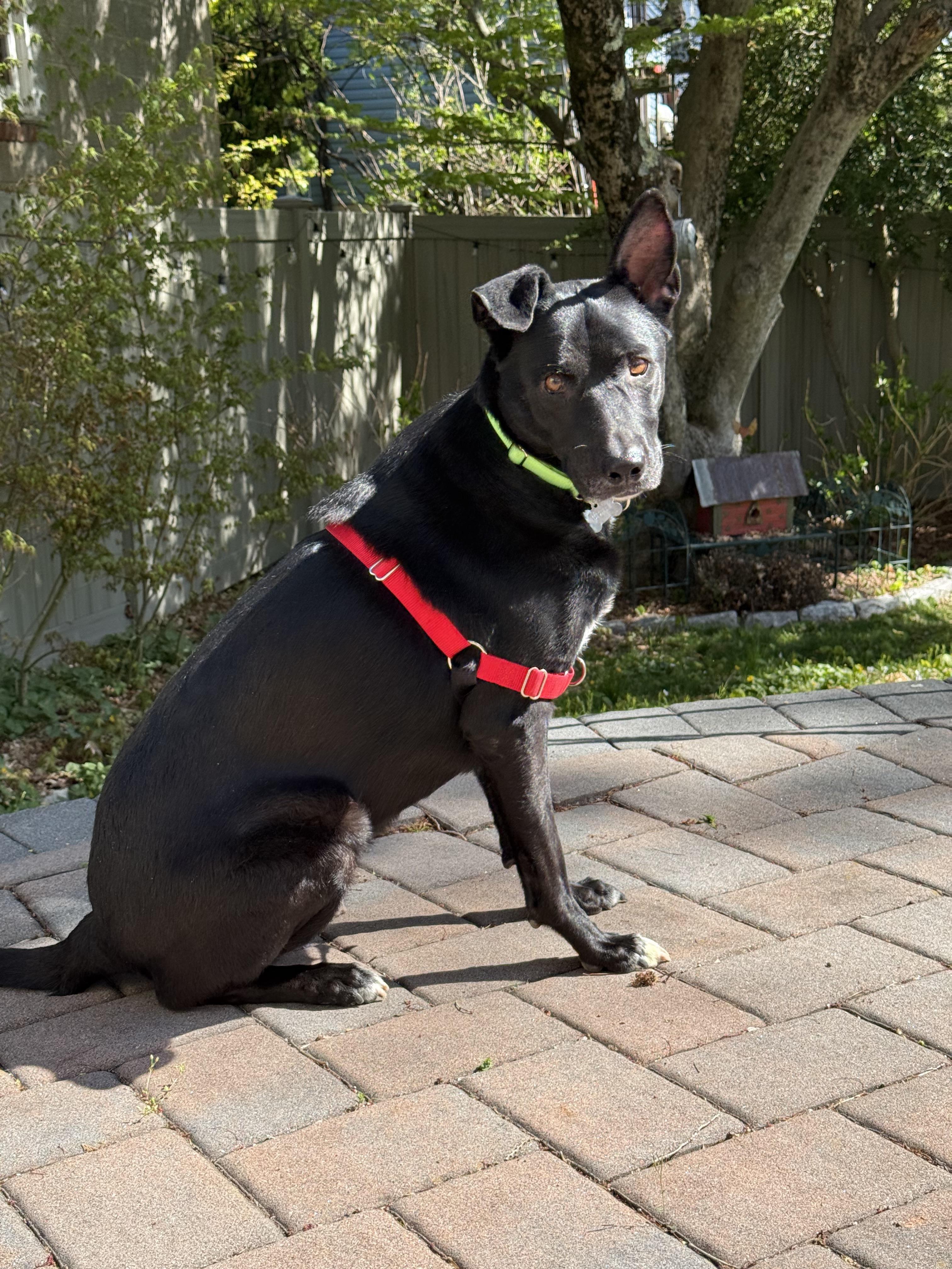 Enlarge Shadow, a ADOPTABLE mixed breed in Harrison, NY image 4/6