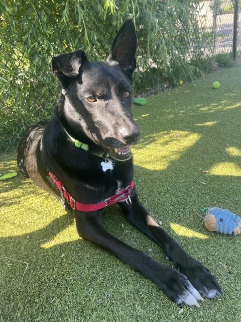 Enlarge Shadow, a ADOPTABLE mixed breed in Harrison, NY image 3/6