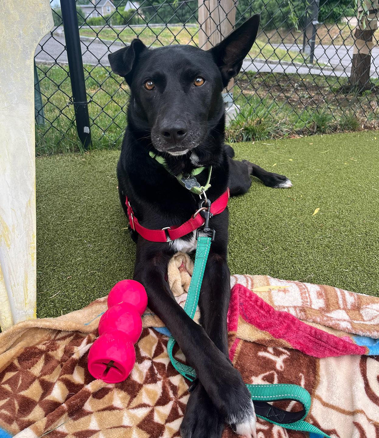 Enlarge Shadow, a ADOPTABLE mixed breed in Harrison, NY image 1/6