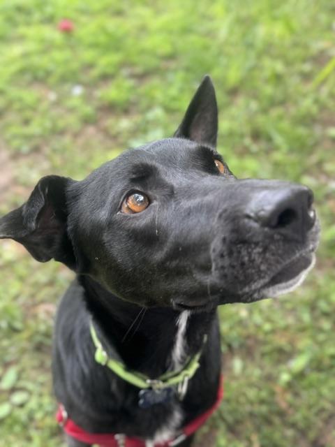 Enlarge Shadow, a ADOPTABLE mixed breed in Harrison, NY image 1/6