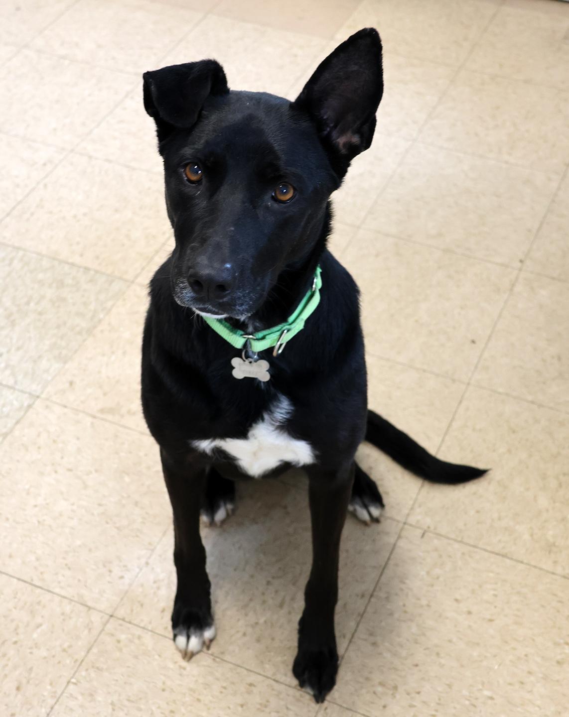 Enlarge Shadow, a ADOPTABLE mixed breed in Harrison, NY image 6/6