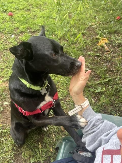 Enlarge Shadow, a ADOPTABLE mixed breed in Harrison, NY image 2/6