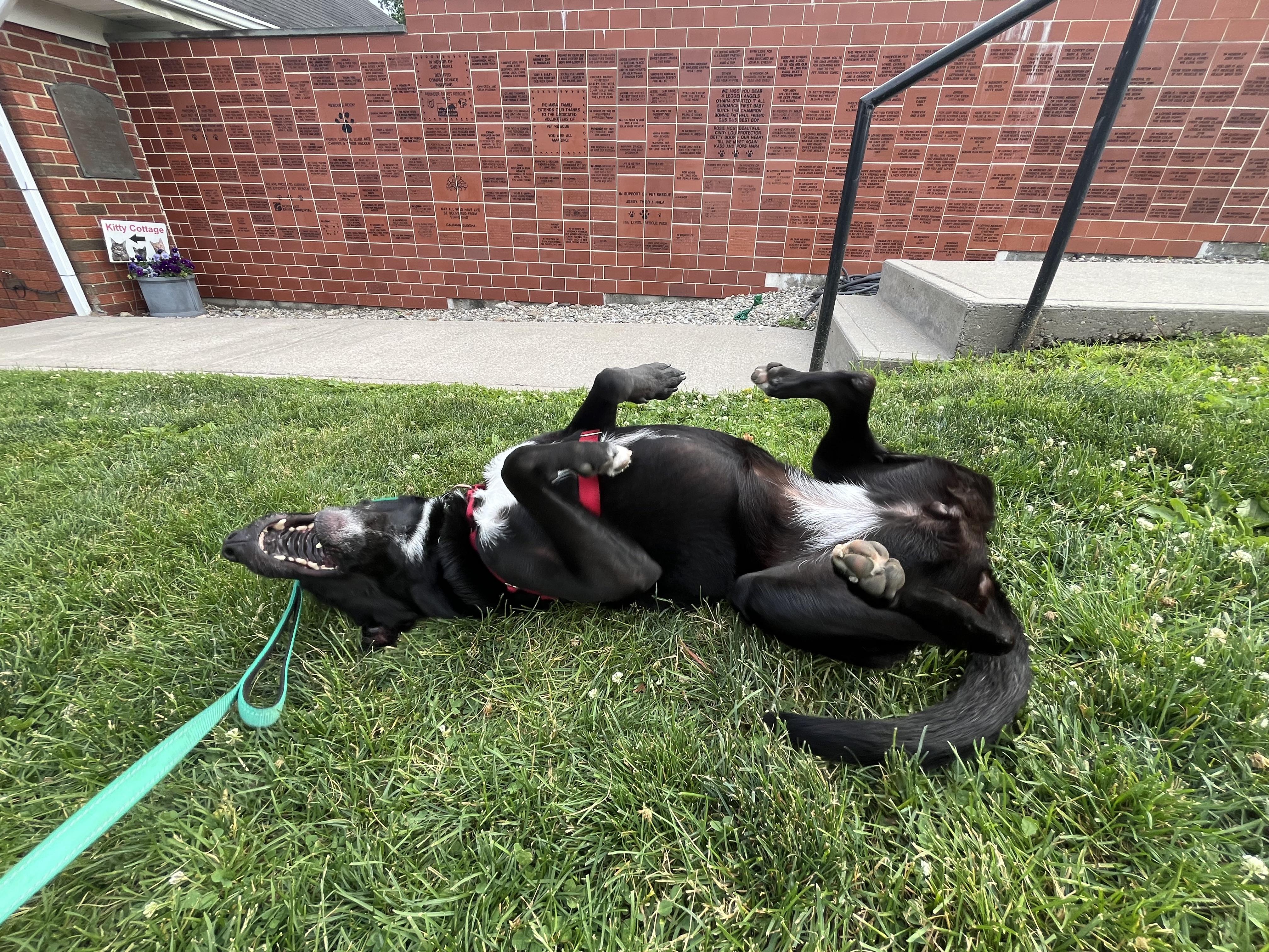 Enlarge Shadow, a ADOPTABLE mixed breed in Harrison, NY image 6/6