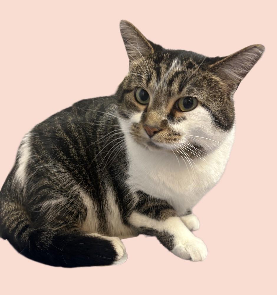 Enlarge Biscuit ~ Indoor/Outdoor, a Adoptable Domestic Short Hair in Rochester, IN image 1/1