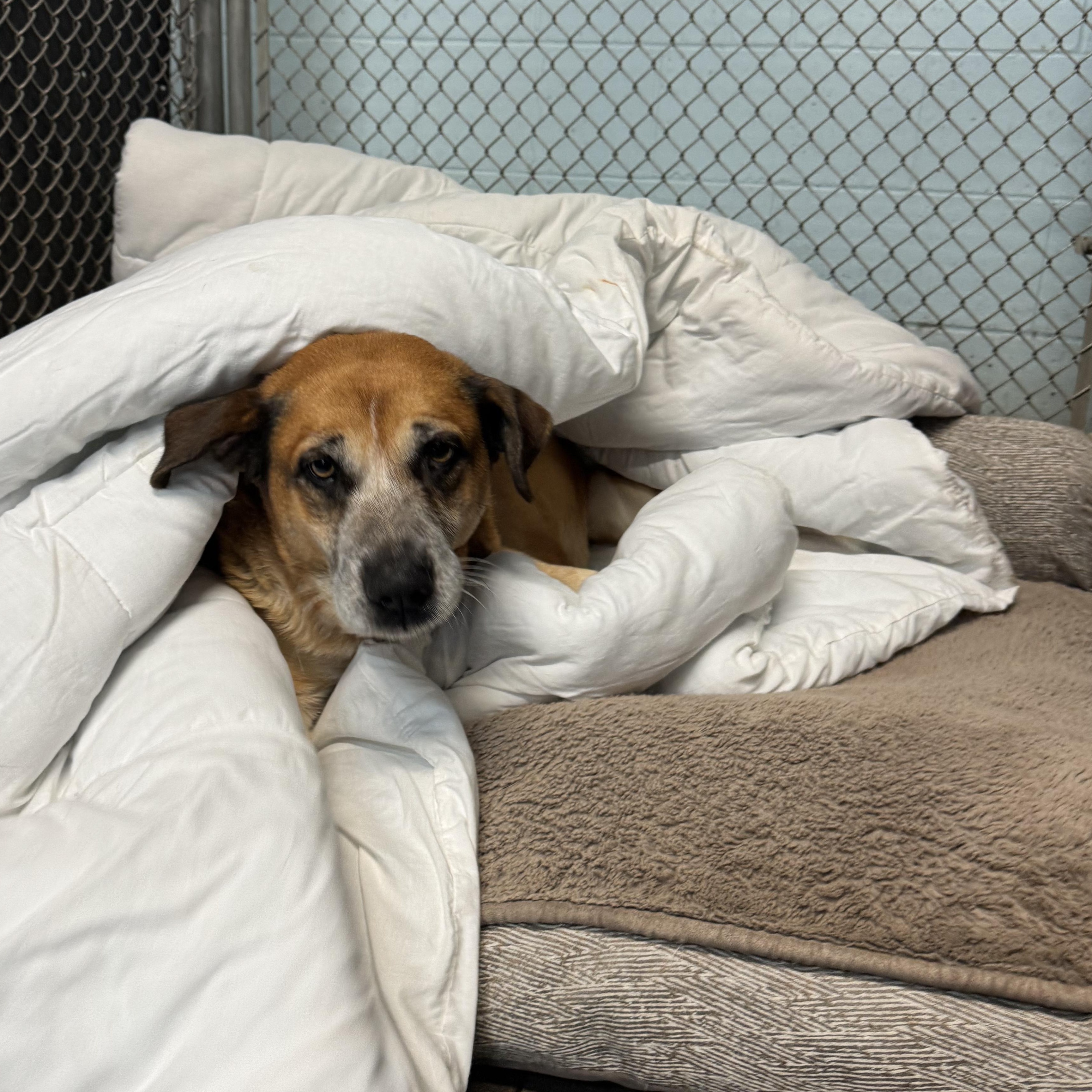 Buddy, a Adoptable mixed breed in The Dalles, OR image 1/3