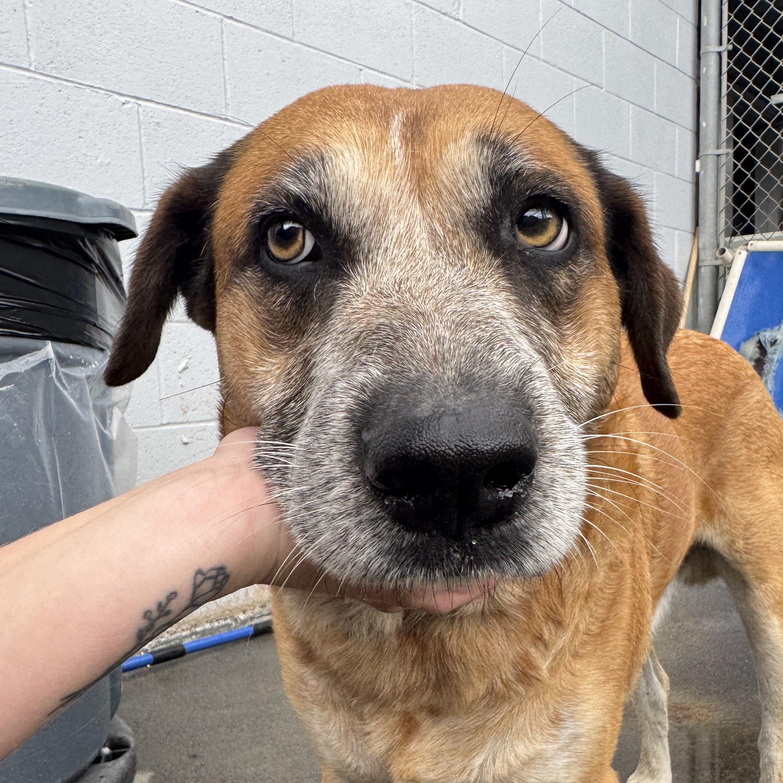Buddy, a Adoptable mixed breed in The Dalles, OR image 2/3