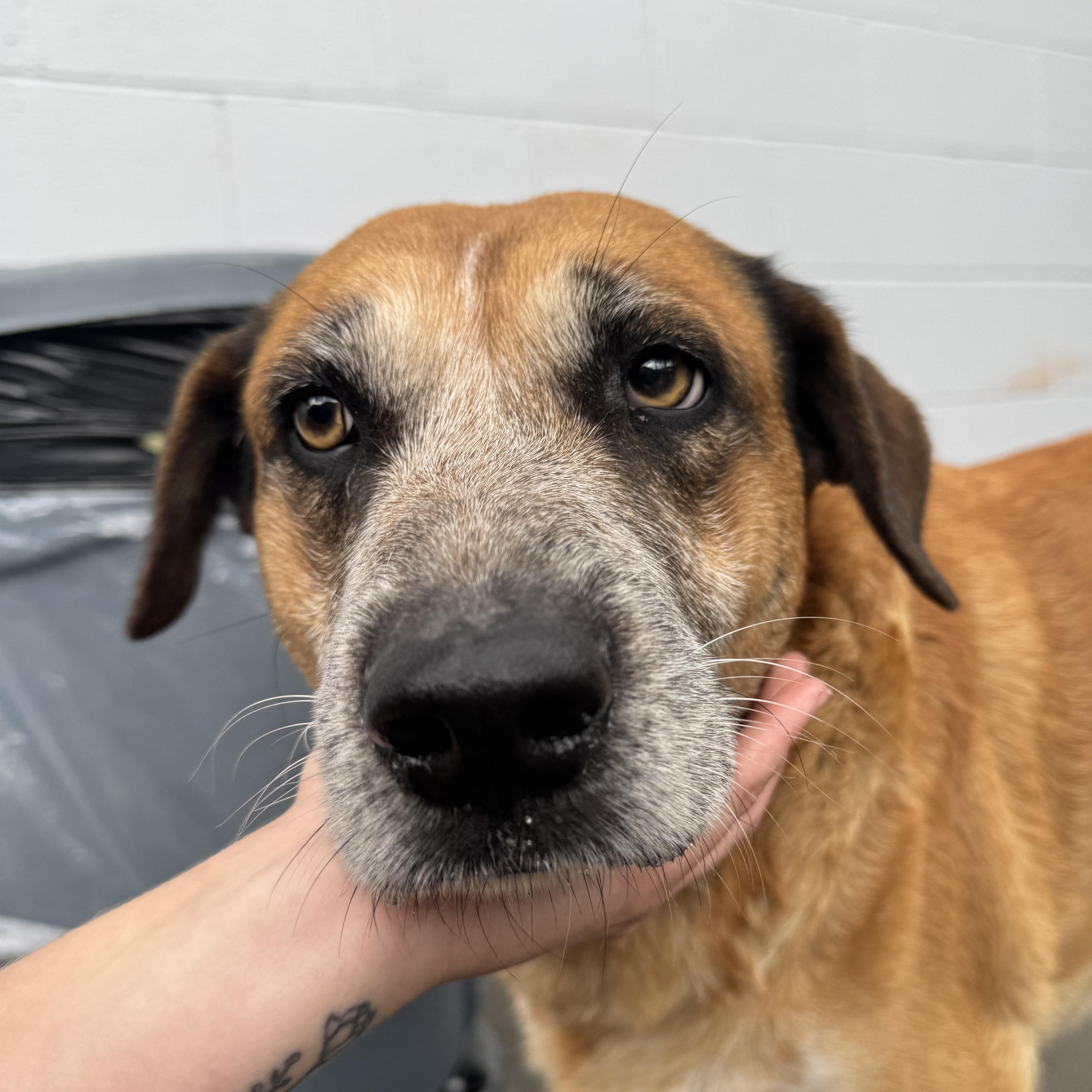 Buddy, a Adoptable mixed breed in The Dalles, OR image 3/3