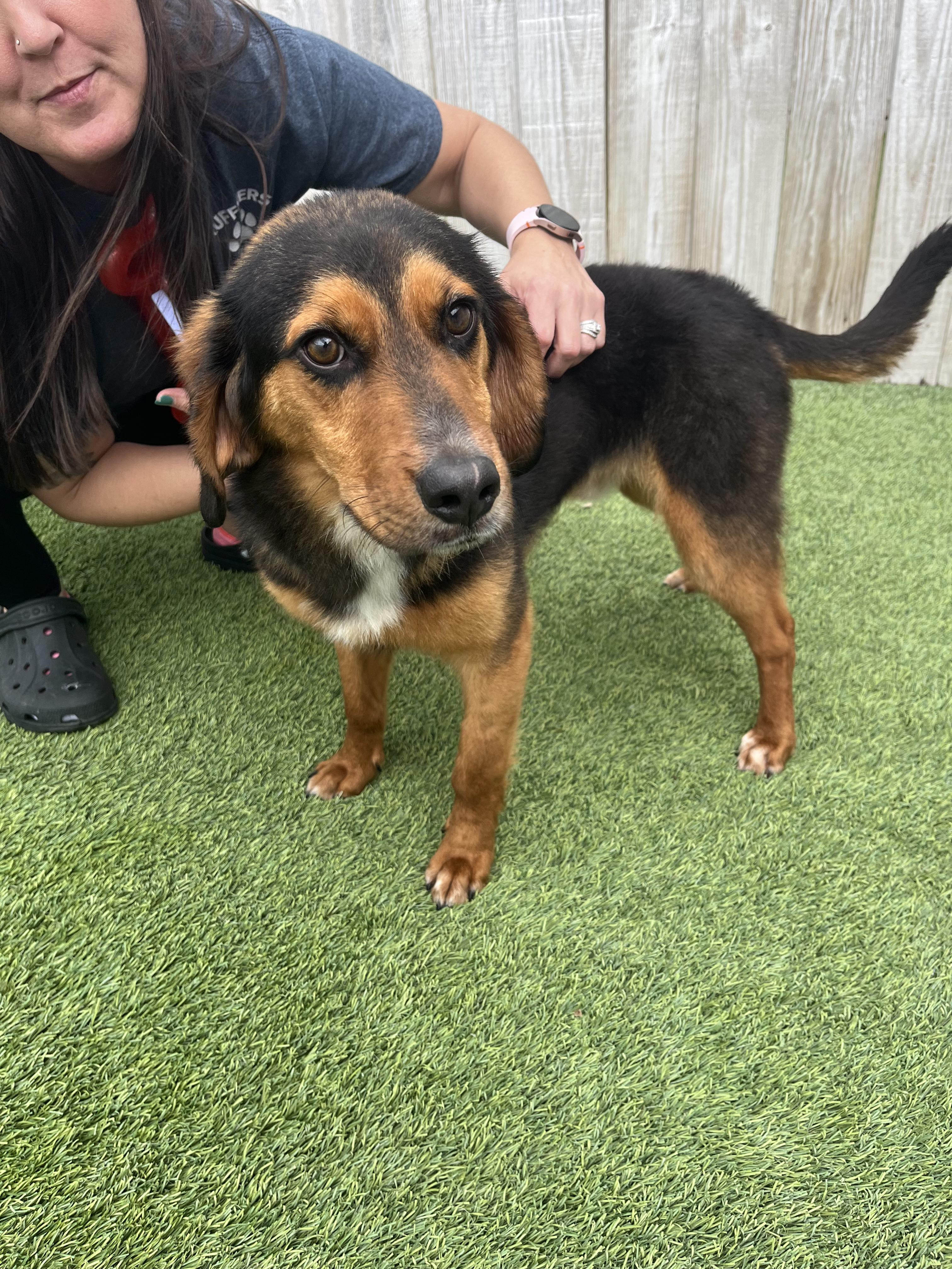 Goofy, ADOPTABLE, Adult Male Beagle.