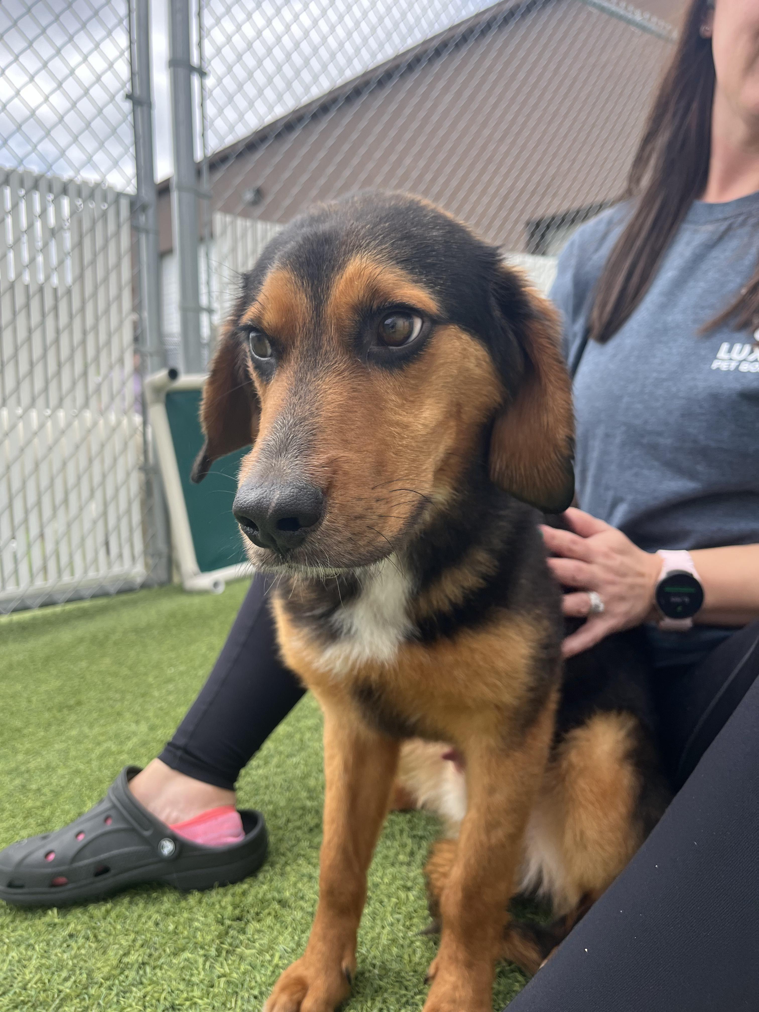 Enlarge Goofy, a ADOPTABLE mixed breed in Aurora, IL image 2/4