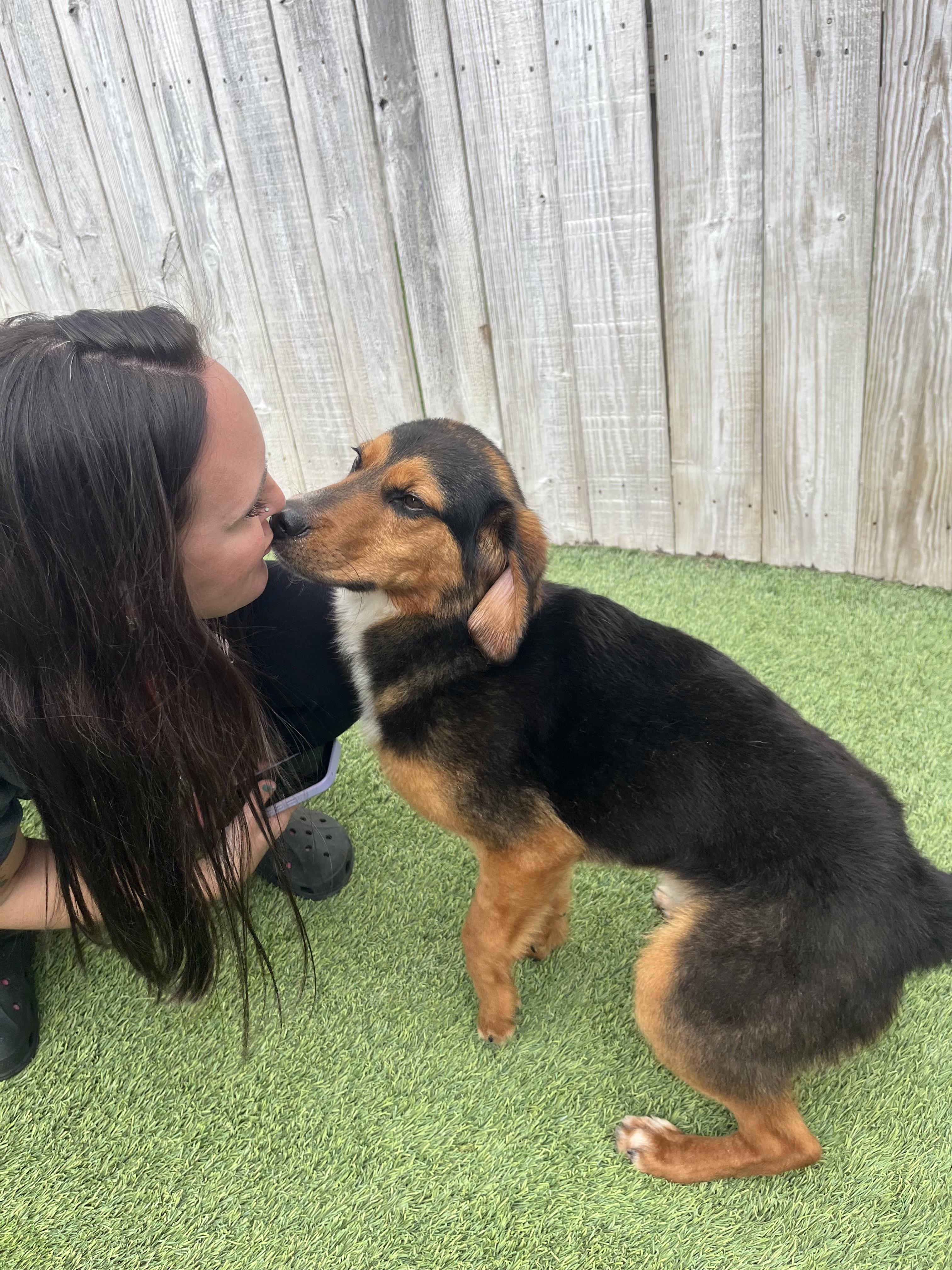 Enlarge Goofy, a ADOPTABLE mixed breed in Aurora, IL image 3/4