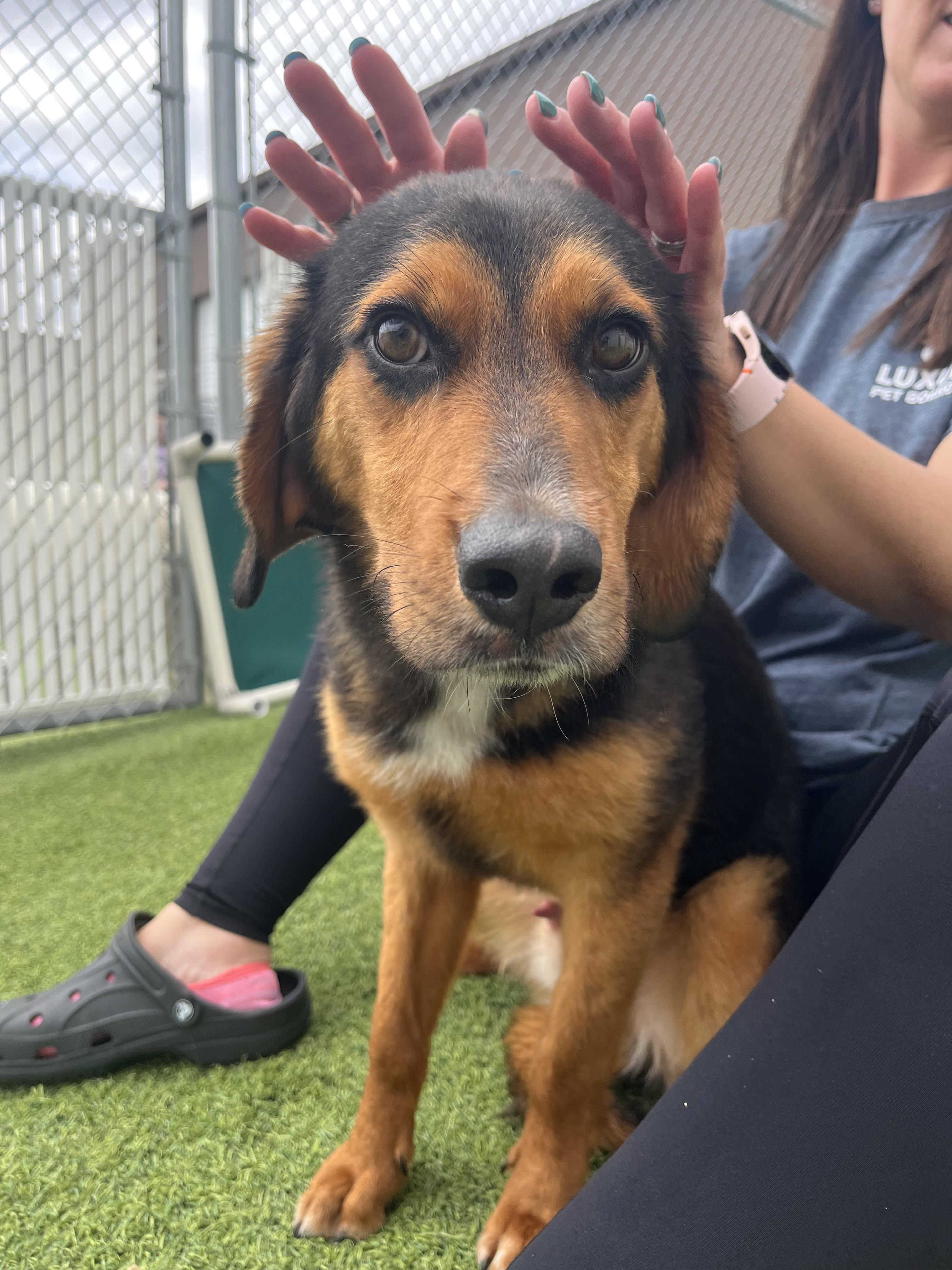 Enlarge Goofy, a ADOPTABLE mixed breed in Aurora, IL image 4/4
