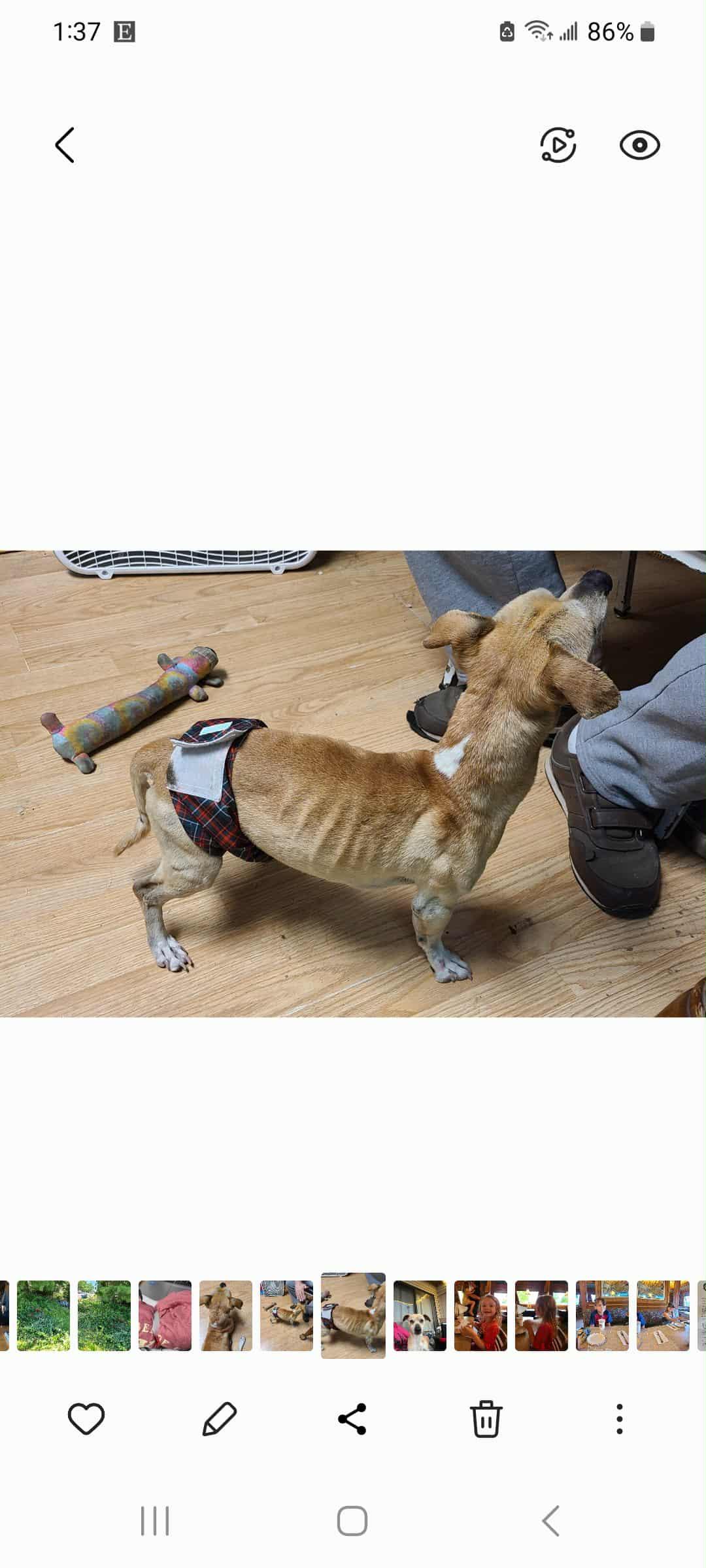 Charlie, a Adoptable mixed breed in Waynetown, IN image 1/4