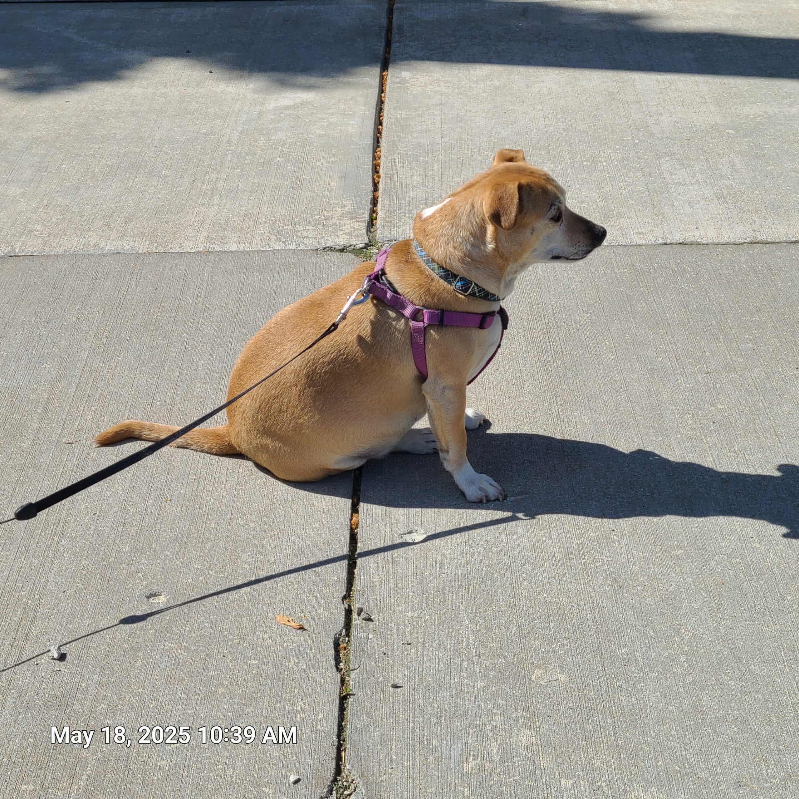 Charlie, a Adoptable mixed breed in Waynetown, IN image 3/4