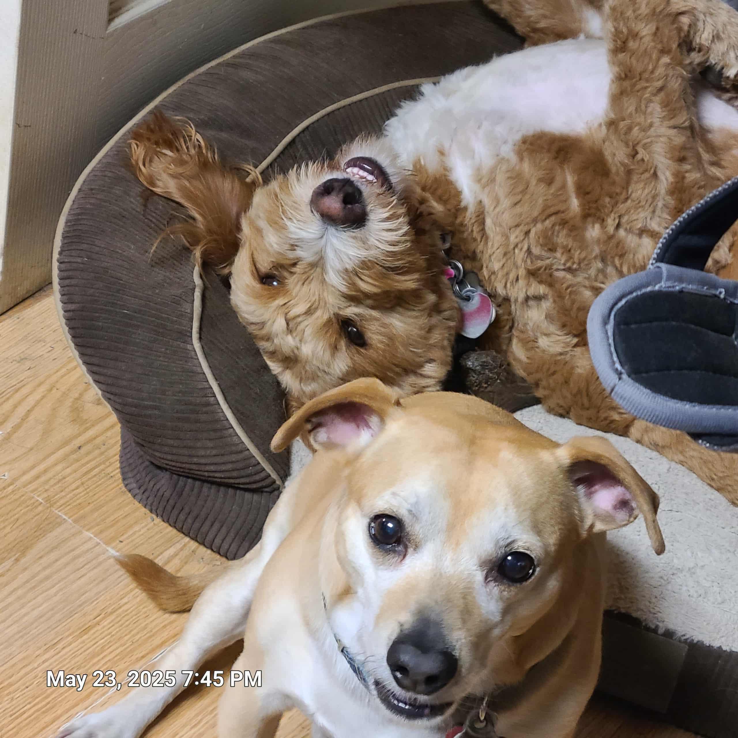 Charlie, a Adoptable mixed breed in Waynetown, IN image 4/4