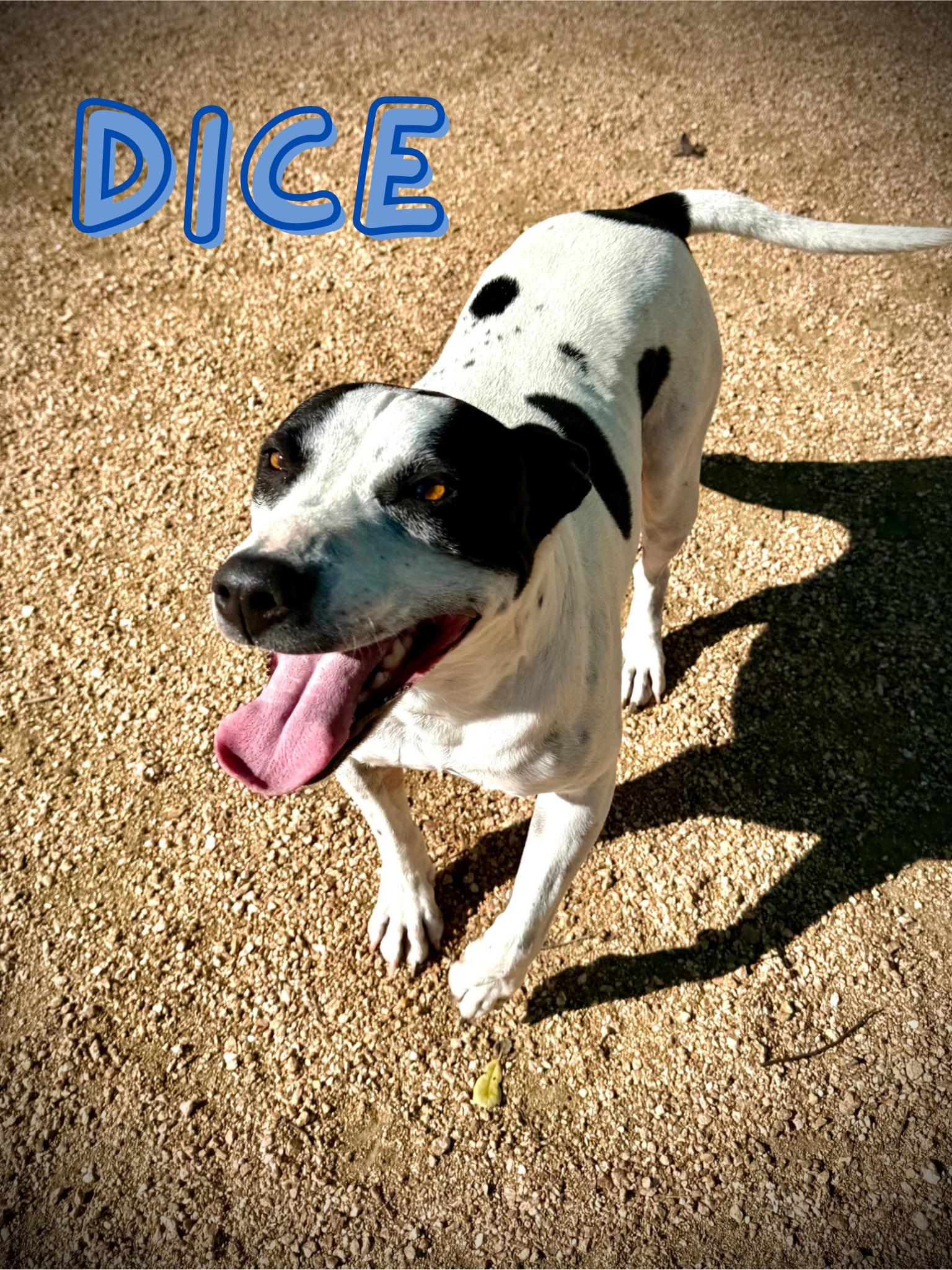 Enlarge Dice, a ADOPTABLE mixed breed in Comfort, TX image 1/1