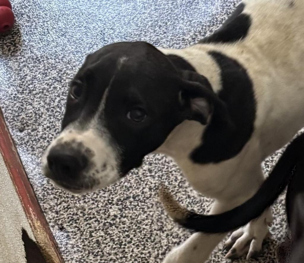 Joey, Adoptable, Puppy Male Border Collie & Retriever.