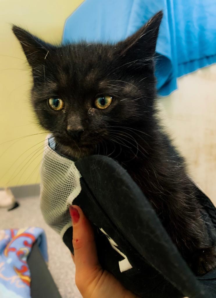 Enlarge Zuko (Furio), a Adopted mixed breed in Auburn, IN image 1/1