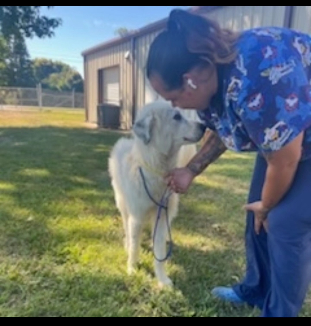 Judge, a Adopted Great Pyrenees in Conway, SC image 2/5