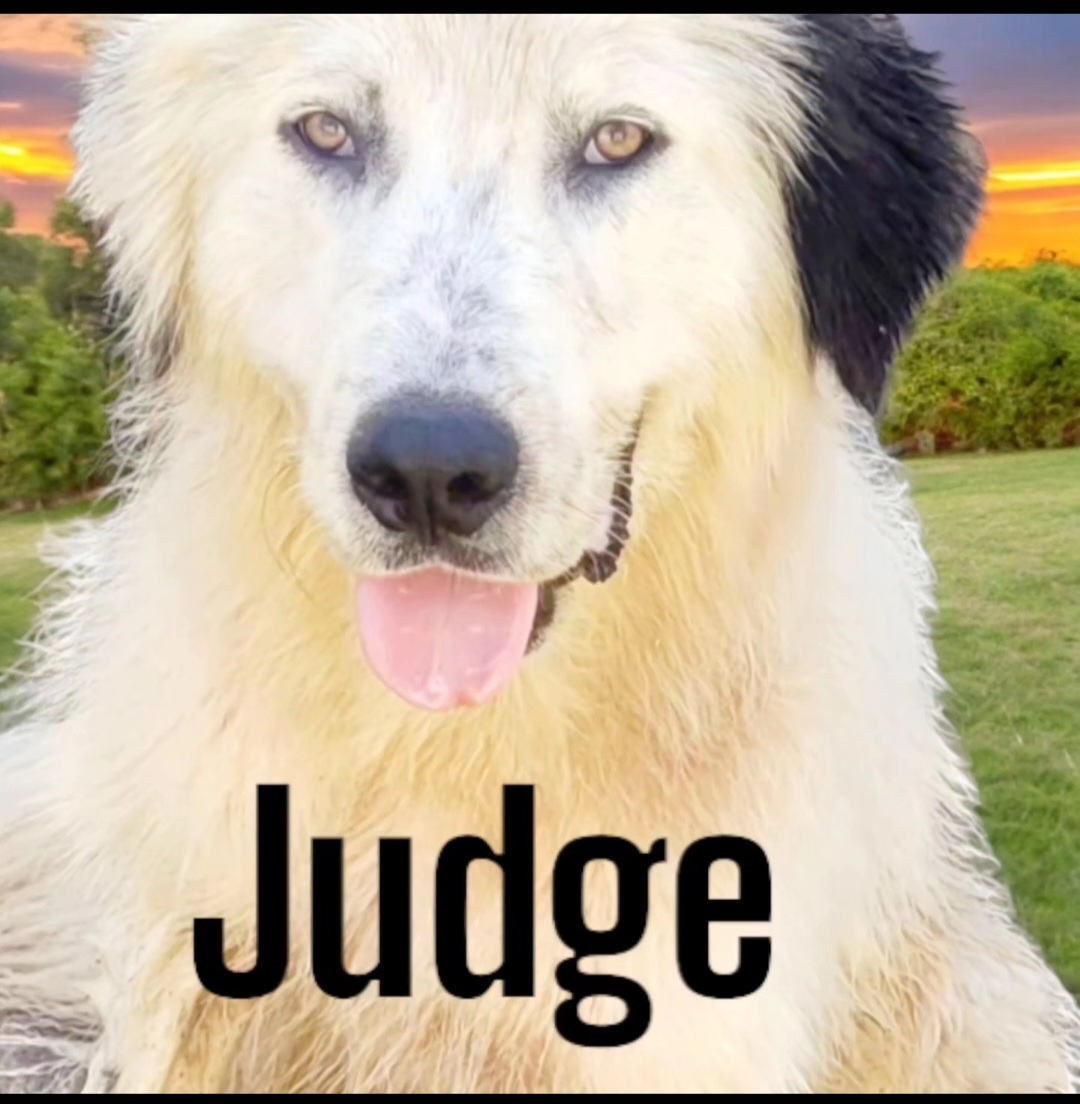 Judge, a Adopted Great Pyrenees in Conway, SC image 1/5