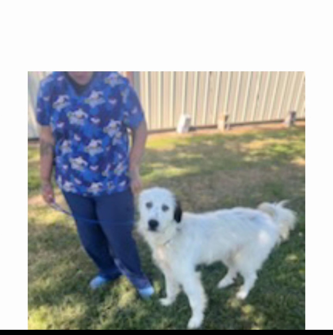 Judge, a Adopted Great Pyrenees in Conway, SC image 3/5