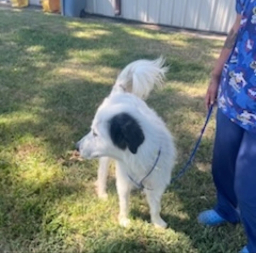 Judge, a Adopted Great Pyrenees in Conway, SC image 4/5