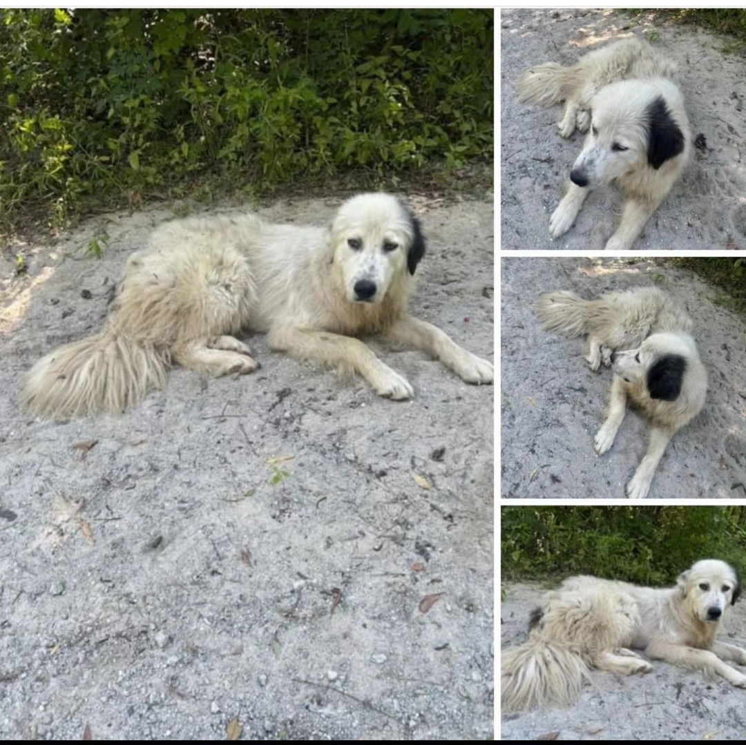 Judge, a Adopted Great Pyrenees in Conway, SC image 5/5