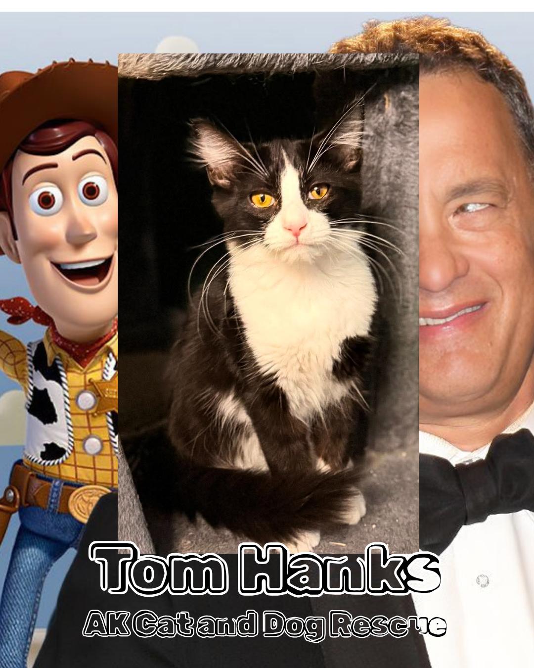 Enlarge Tom Hanks, a Adoptable mixed breed in Wasilla, AK image 1/1