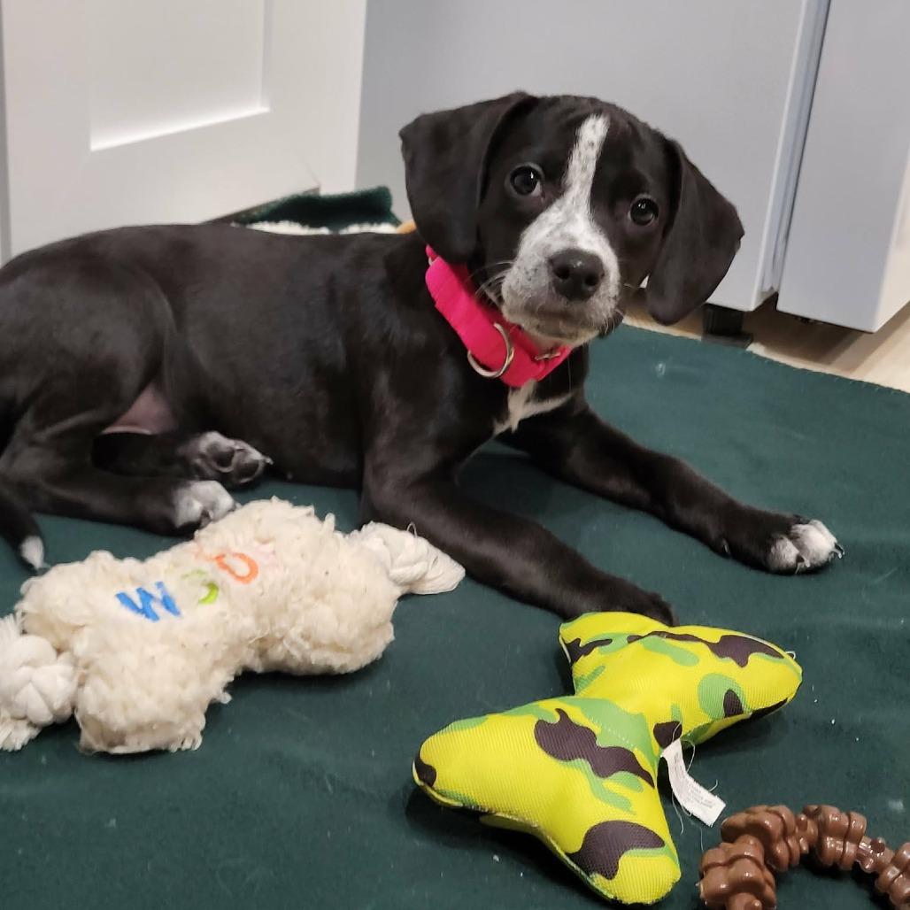 Enlarge Joleen, a Adoptable mixed breed in Jarrettsville, MD image 1/3
