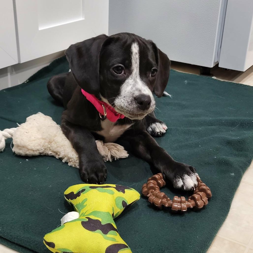 Enlarge Joleen, a Adoptable mixed breed in Jarrettsville, MD image 2/3