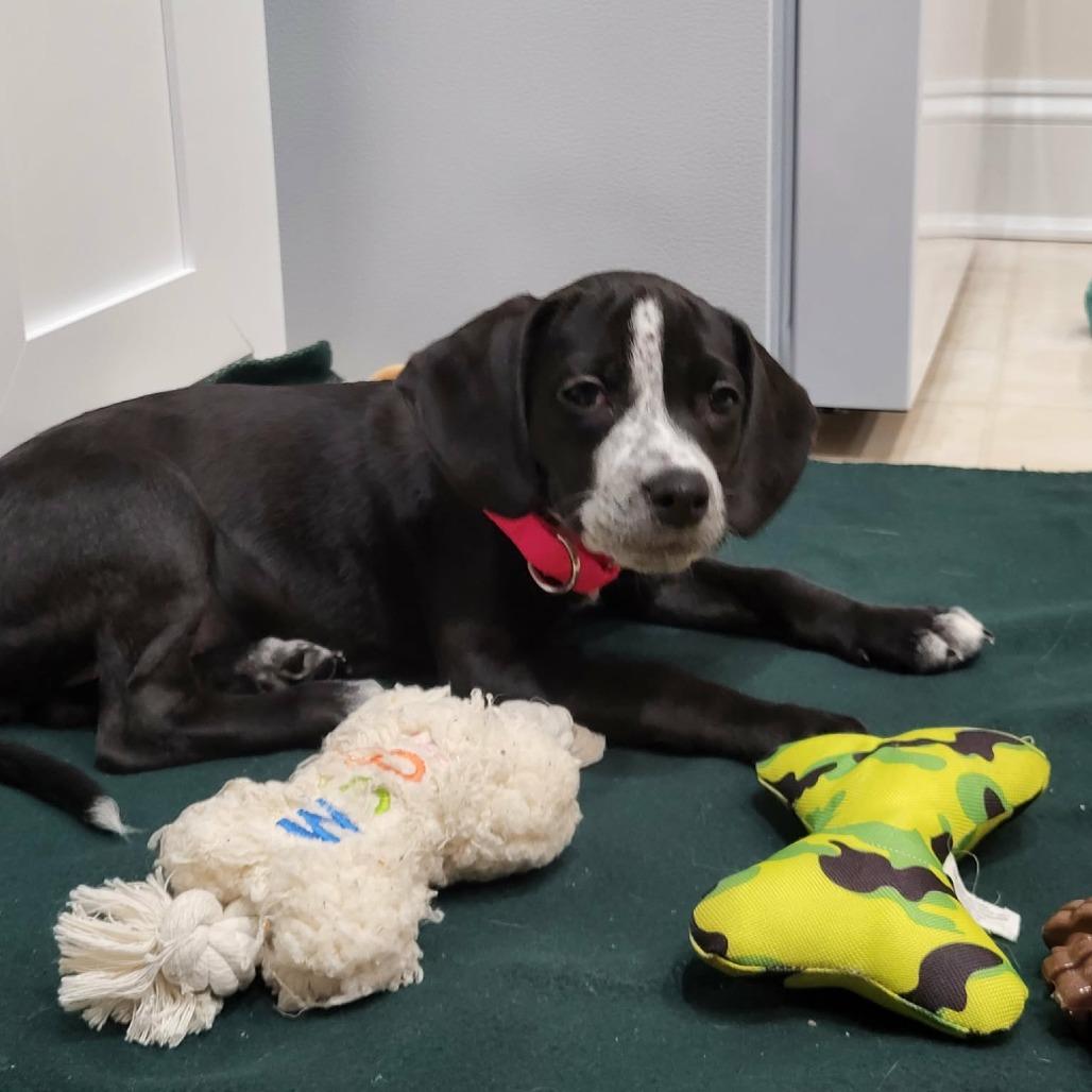 Enlarge Joleen, a Adoptable mixed breed in Jarrettsville, MD image 3/3