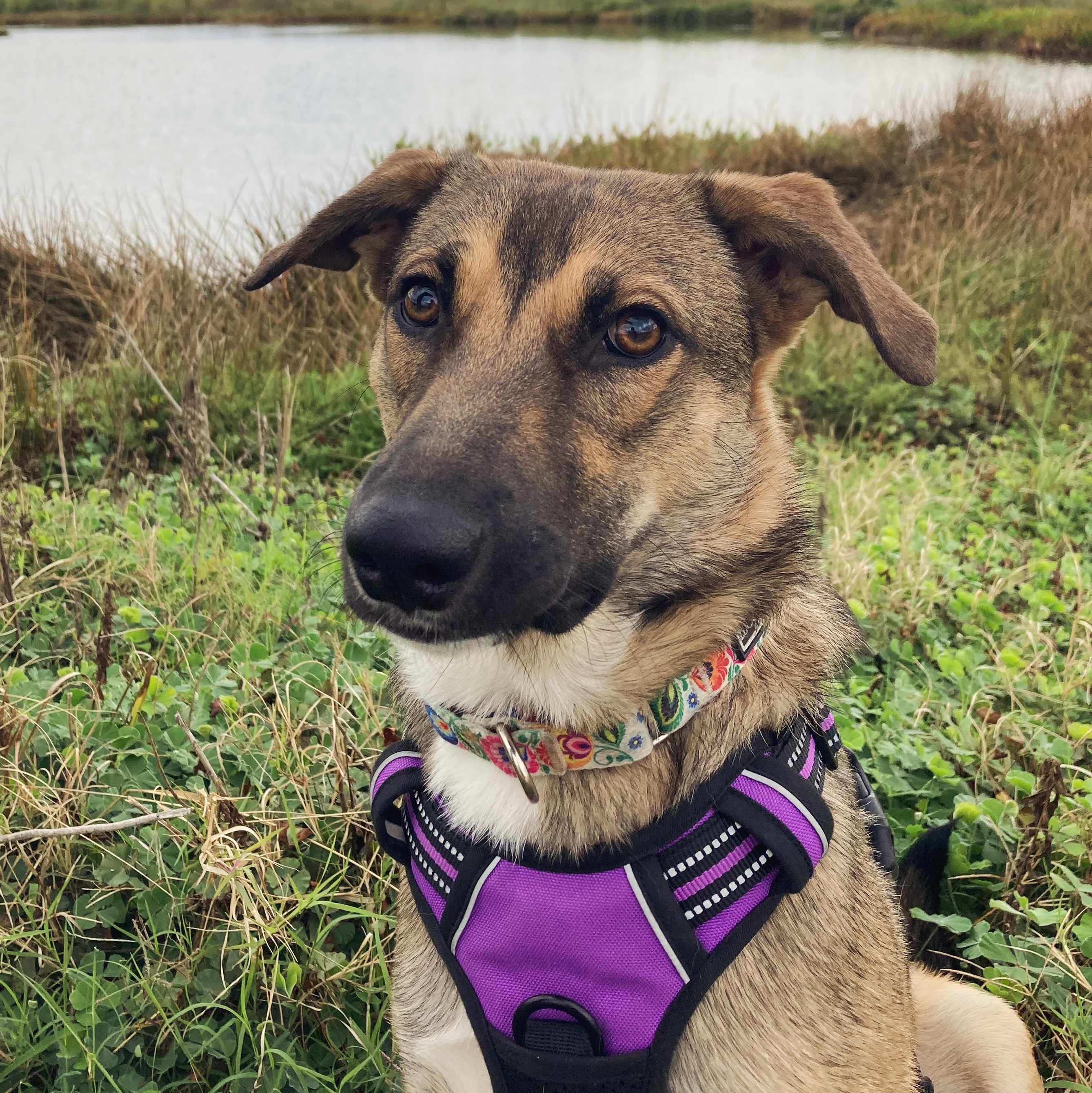 Enlarge Kira, an adoption pending mixed breed in Troutville, VA image 1/6