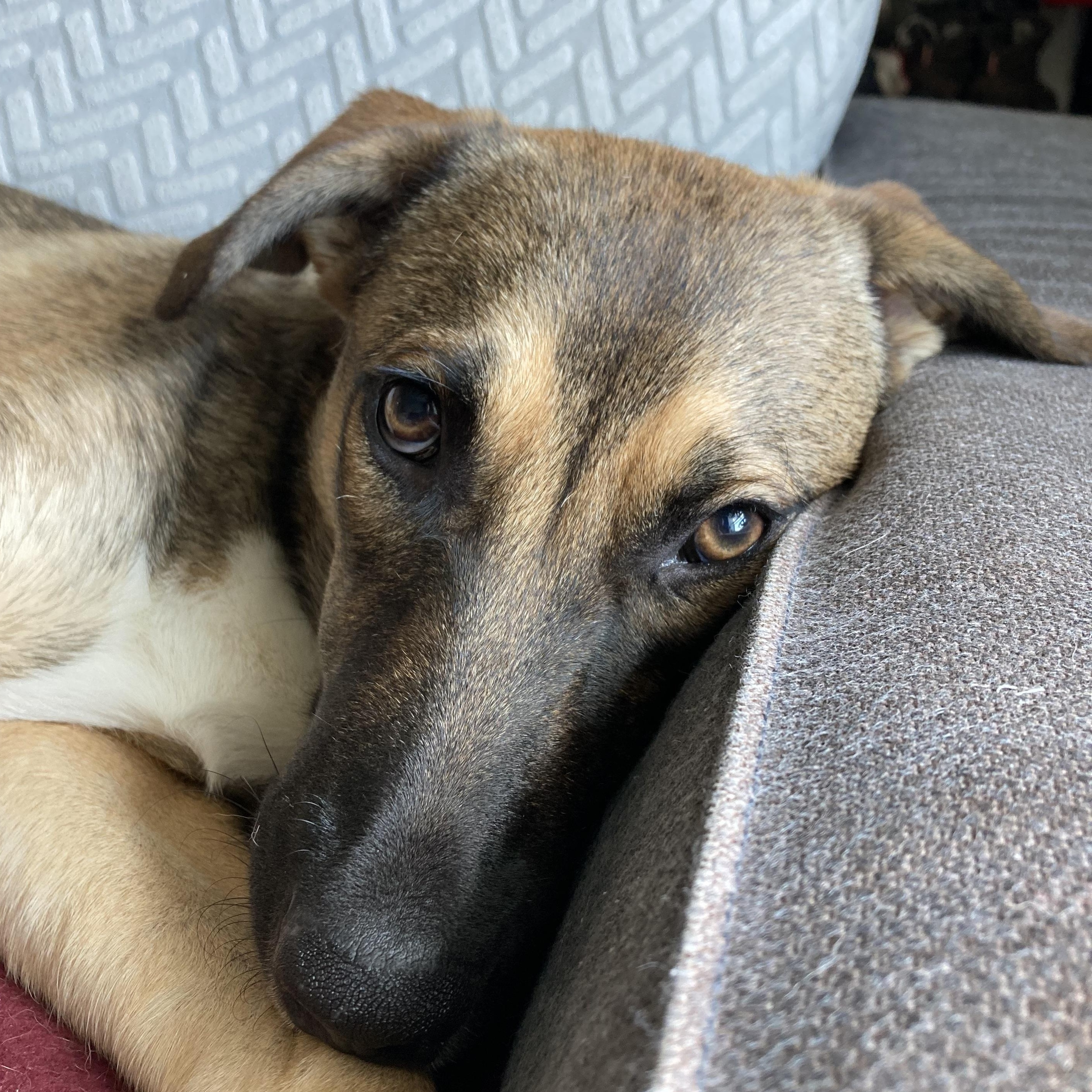 Enlarge Kira, an adoption pending mixed breed in Troutville, VA image 6/6