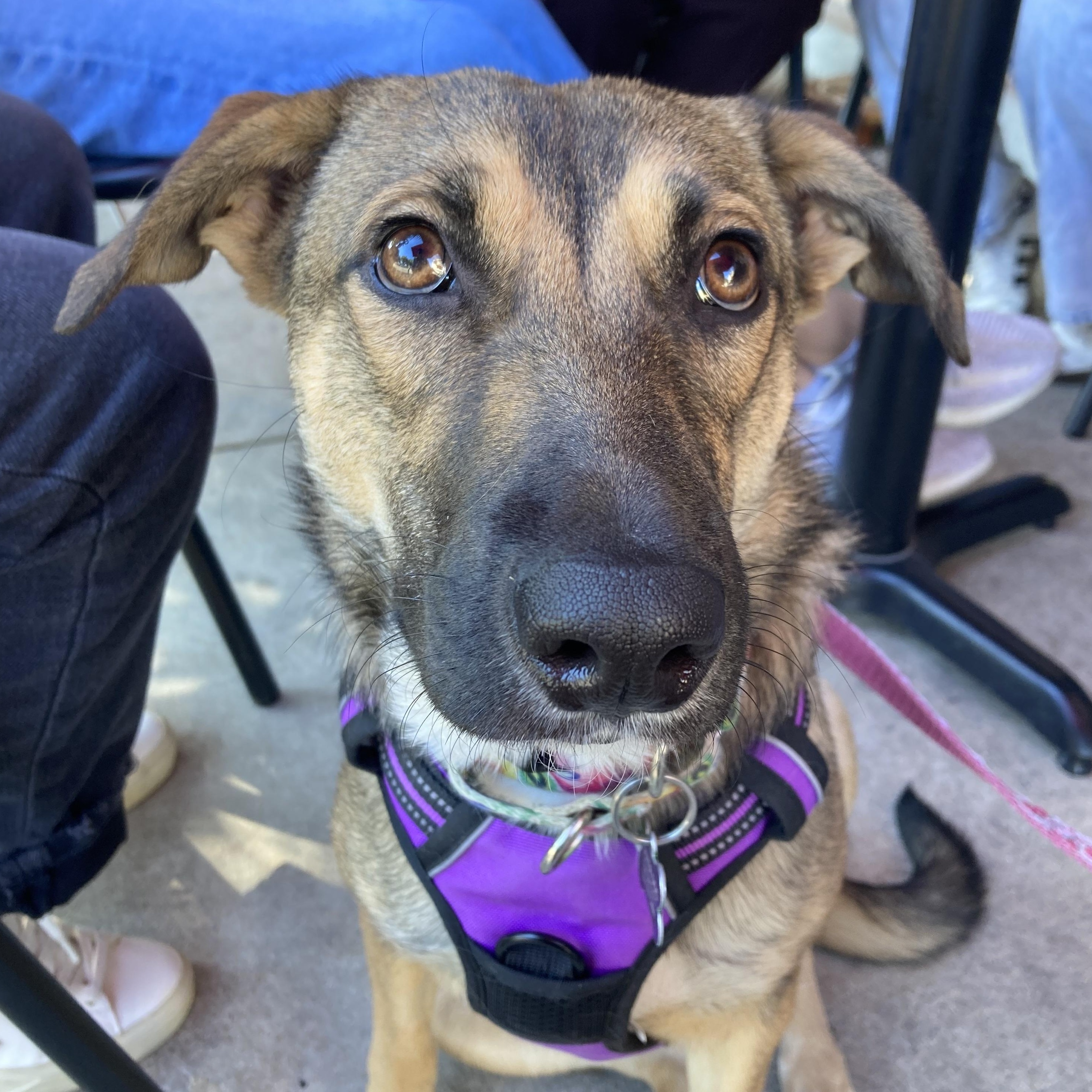 Enlarge Kira, an adoption pending mixed breed in Troutville, VA image 2/6
