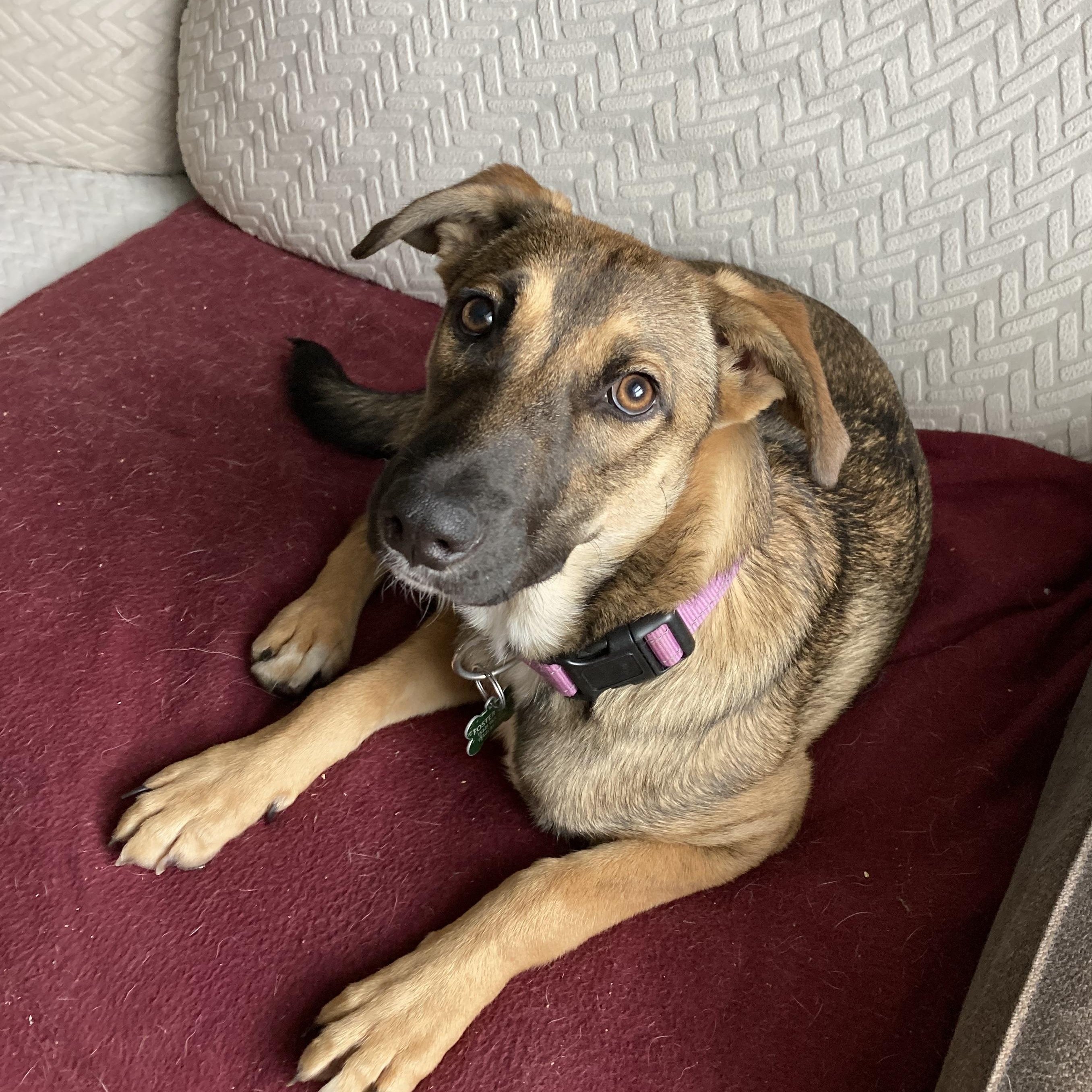 Enlarge Kira, an adoption pending mixed breed in Troutville, VA image 5/6