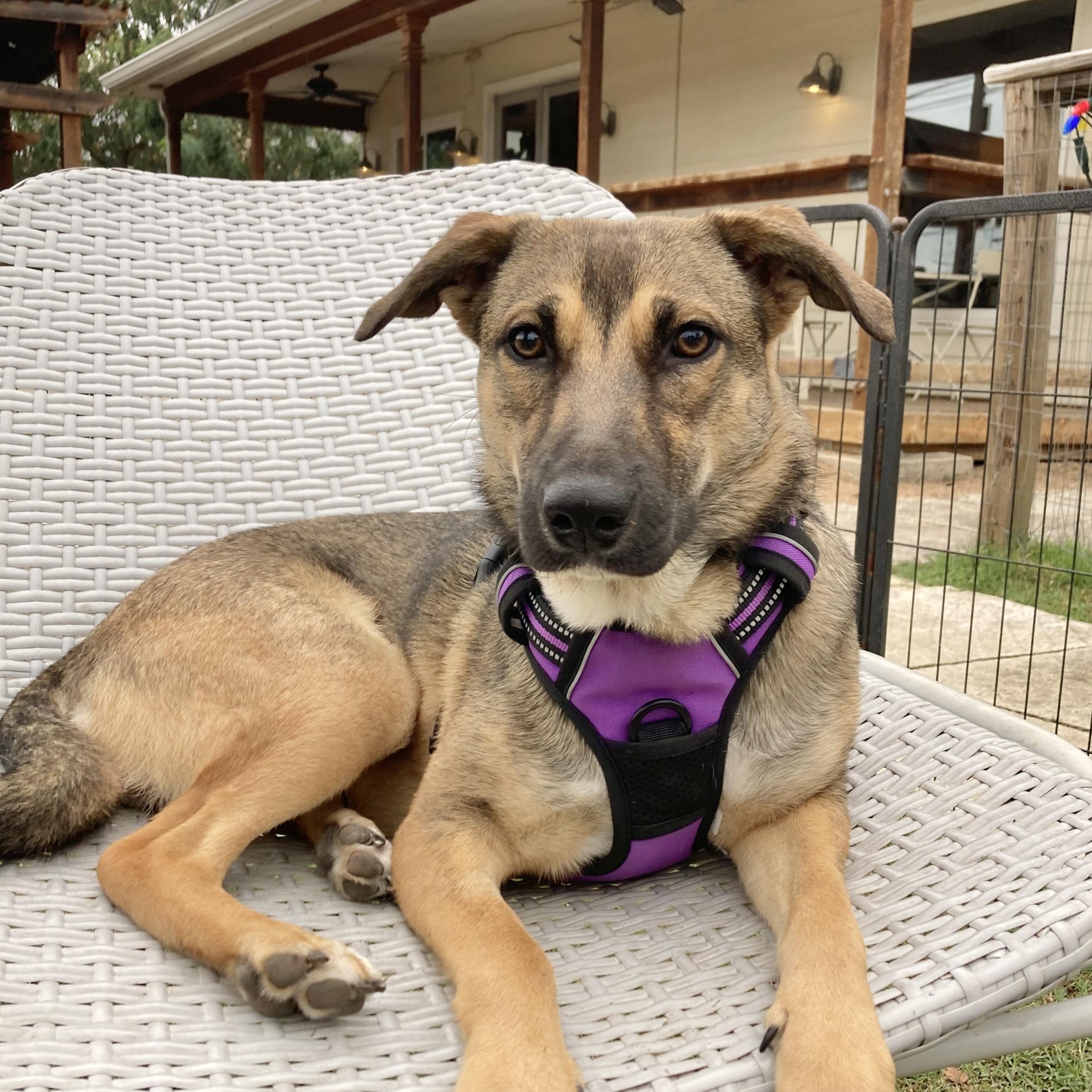 Enlarge Kira, an adoption pending mixed breed in Troutville, VA image 3/6
