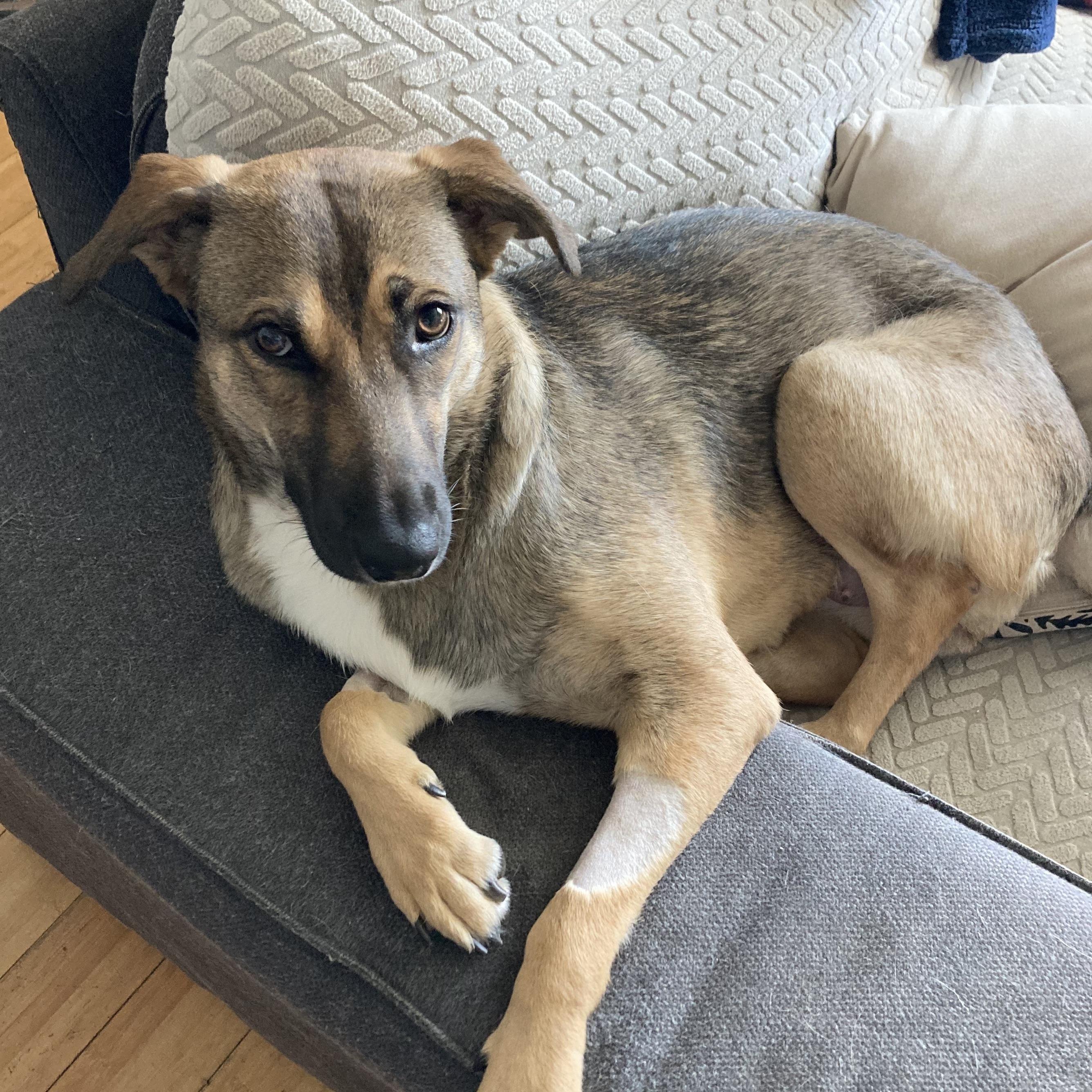 Enlarge Kira, an adoption pending mixed breed in Troutville, VA image 4/6