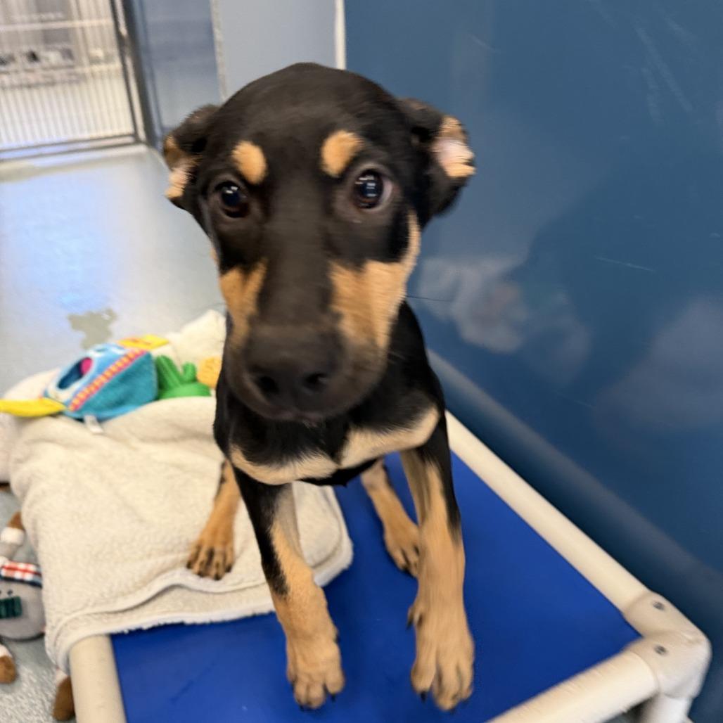 Enlarge Jade, a Adoptable mixed breed in Chesapeake, VA image 1/1