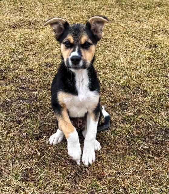 Jolie, Adoptable, Young Female Mixed Breed & Mixed Breed.