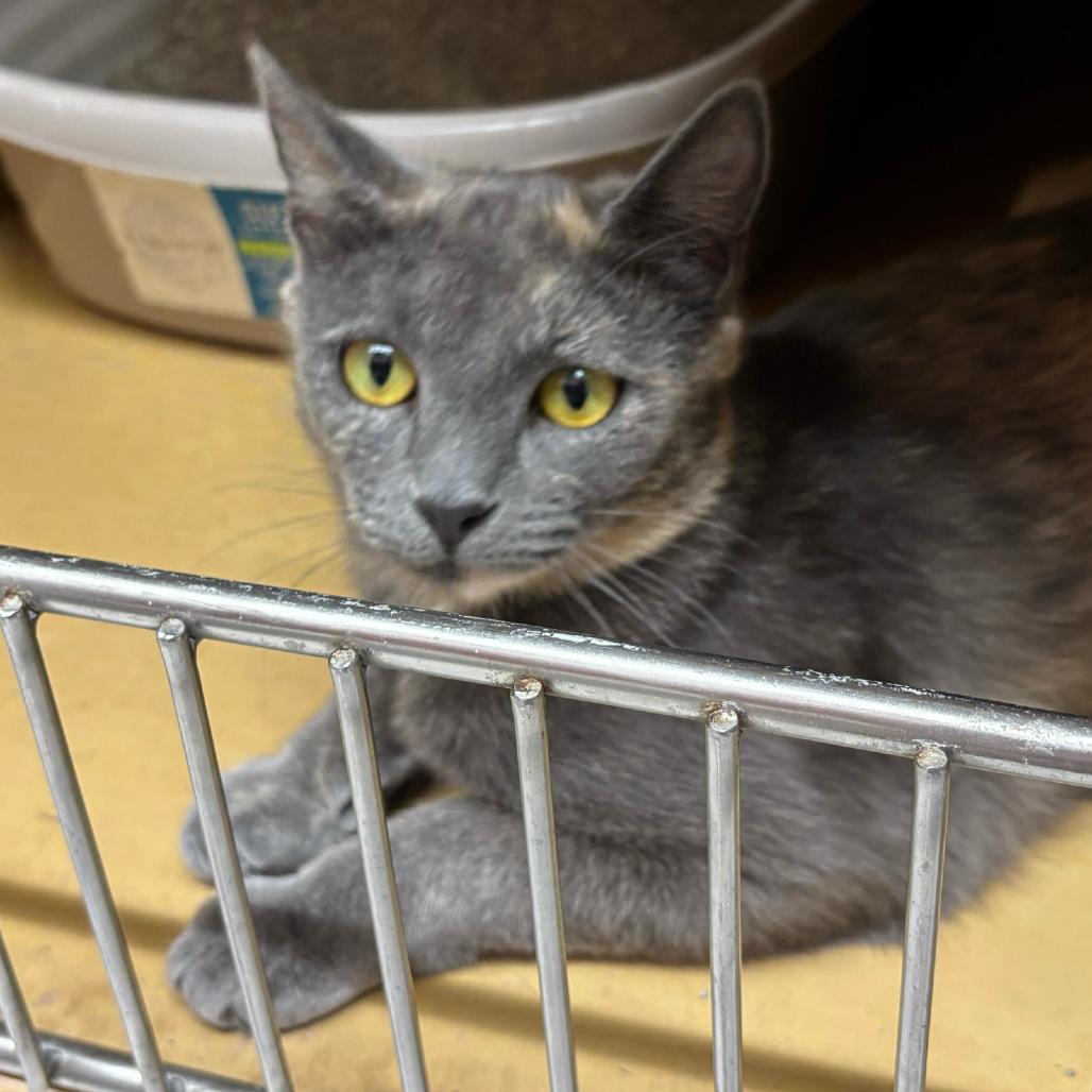 Lila, Adoptable, Young Female Domestic Short Hair.