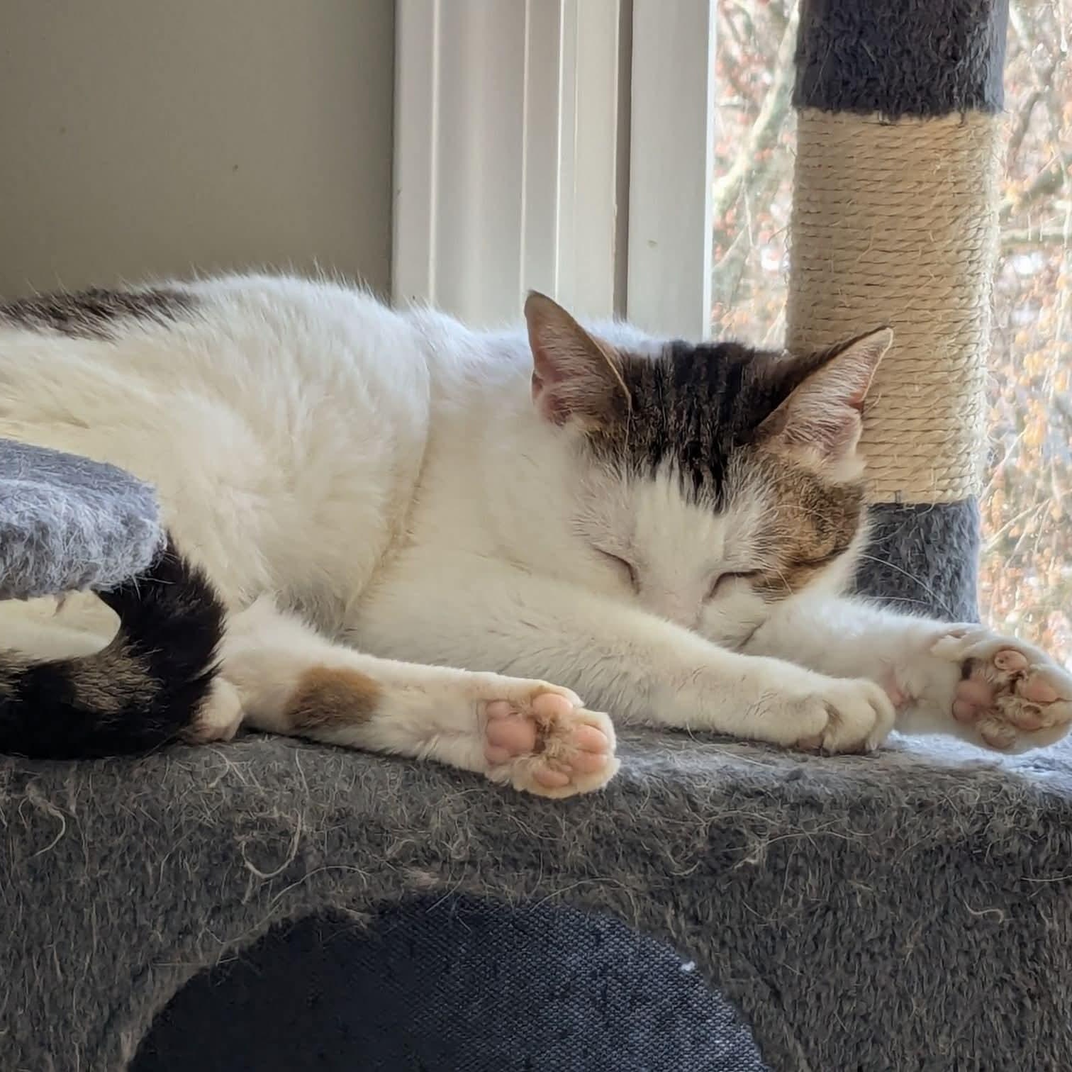 Enlarge Eulalie, a Adoptable mixed breed in Kentwood, MI image 3/6