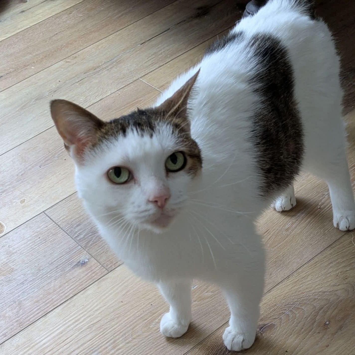 Enlarge Eulalie, a Adoptable mixed breed in Kentwood, MI image 5/6