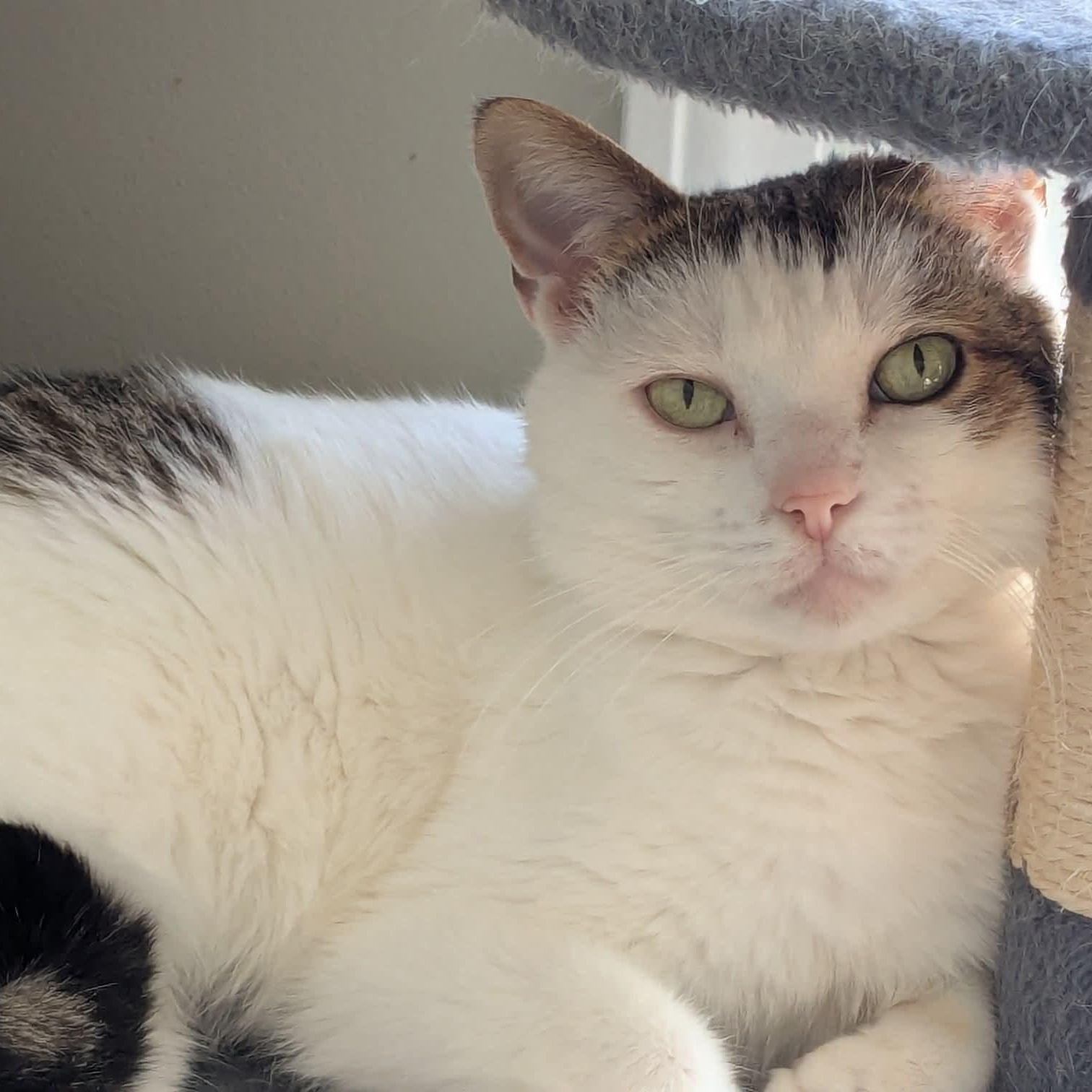 Enlarge Eulalie, a Adoptable mixed breed in Kentwood, MI image 6/6