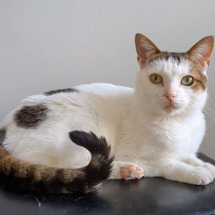 Enlarge Eulalie, a Adoptable mixed breed in Kentwood, MI image 1/6