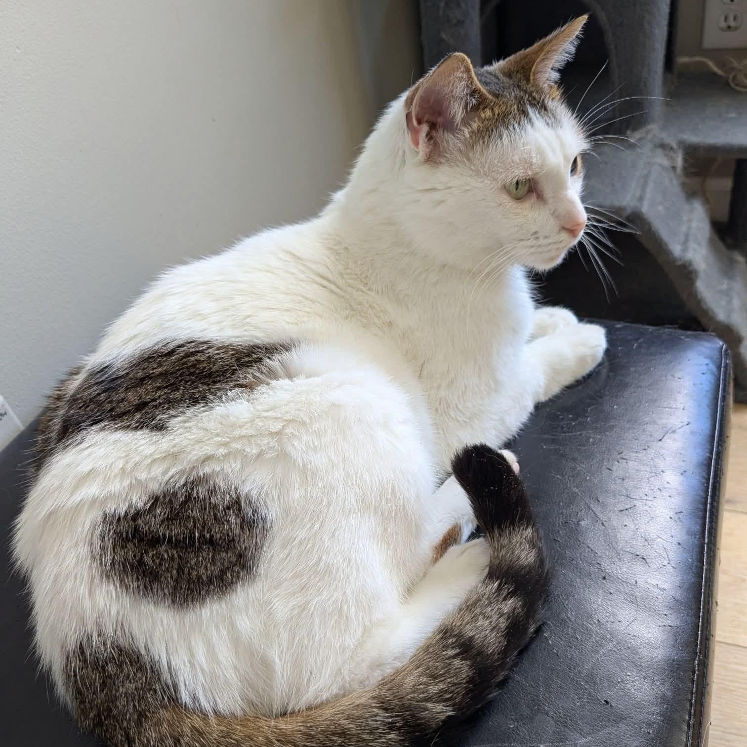 Enlarge Eulalie, a Adoptable mixed breed in Kentwood, MI image 4/6