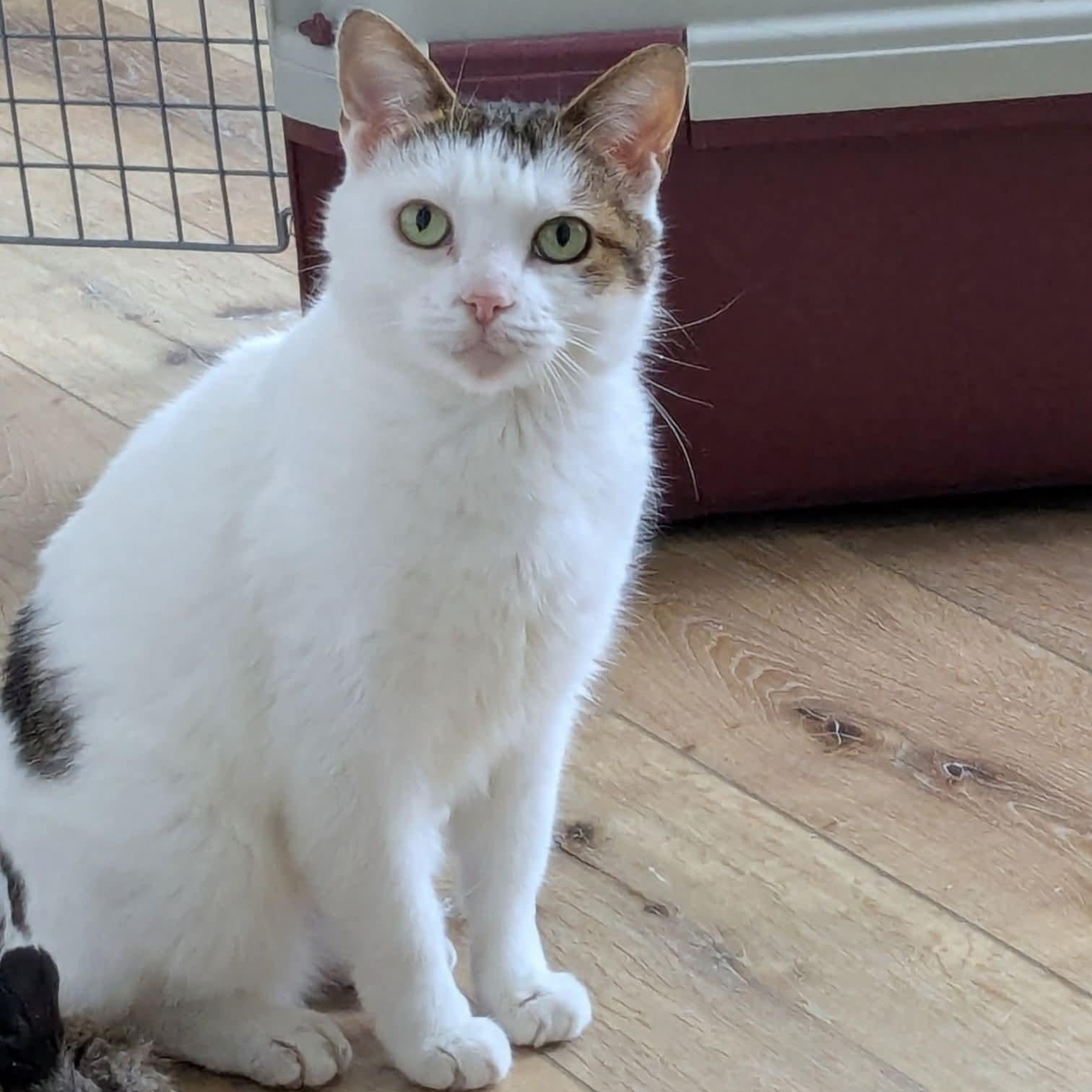 Eulalie, Adoptable, Adult Female Calico & Tabby.