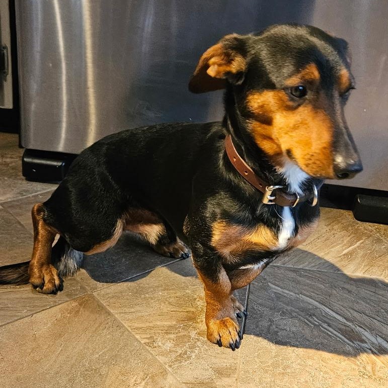 Enlarge Reese, a ADOPTABLE Mixed Breed in Burlington, VT image 6/6