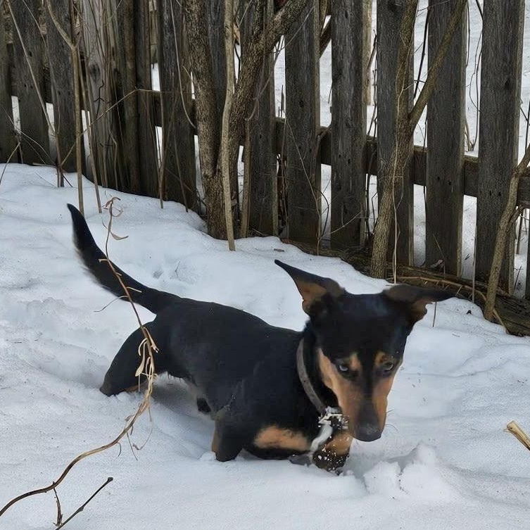 Enlarge Reese, a ADOPTABLE Mixed Breed in Burlington, VT image 1/6