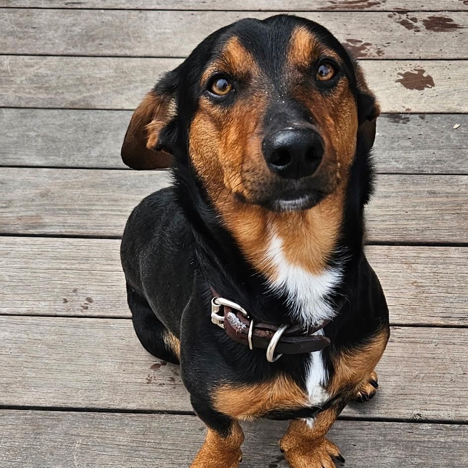 Enlarge Reese, a ADOPTABLE Mixed Breed in Burlington, VT image 5/6