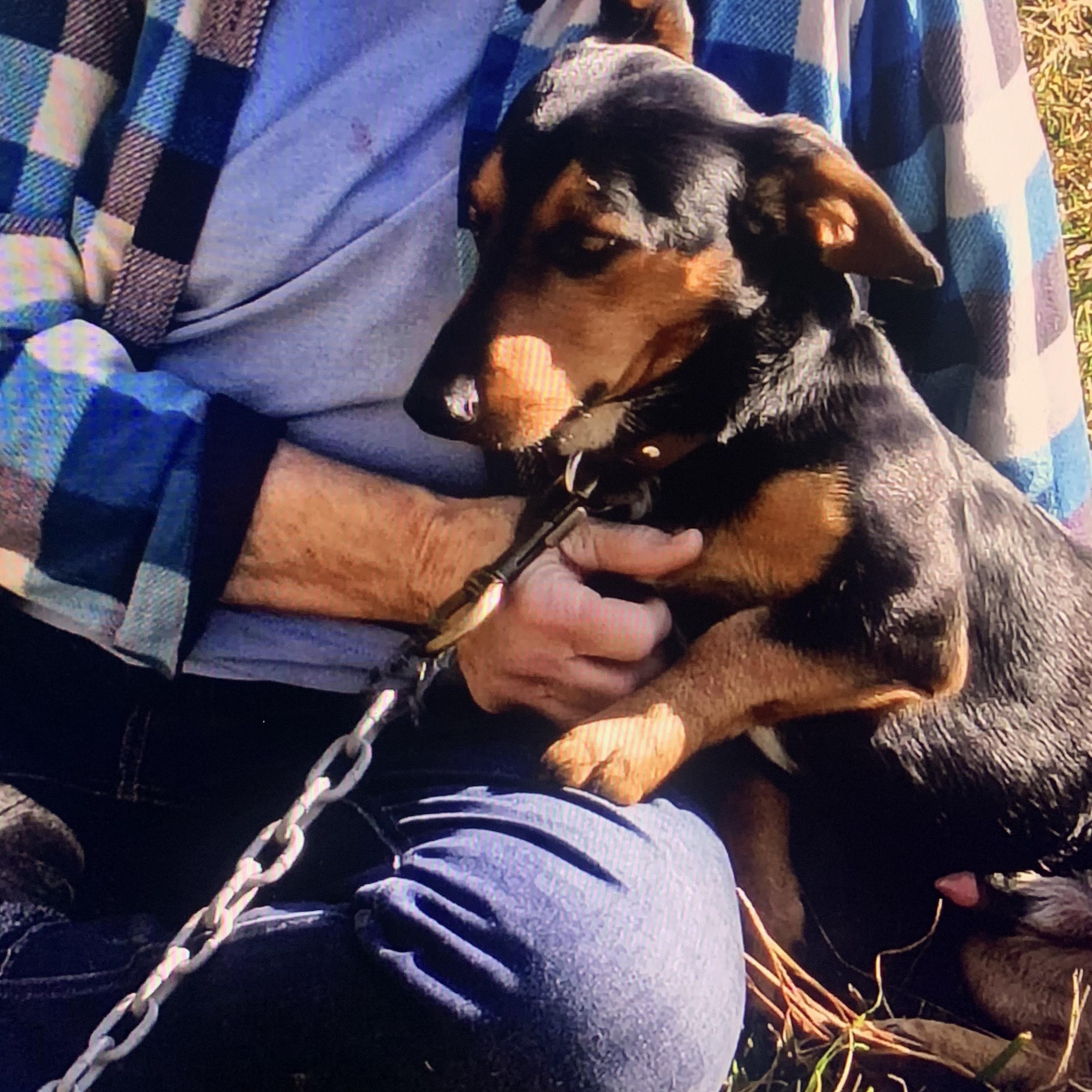 Enlarge Reese, a ADOPTABLE Mixed Breed in Burlington, VT image 3/6
