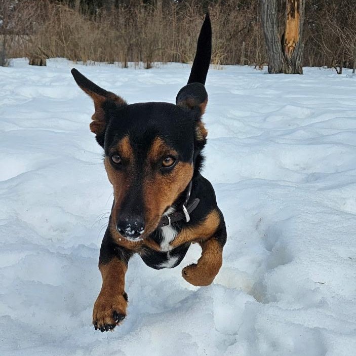Enlarge Reese, a ADOPTABLE Mixed Breed in Burlington, VT image 4/6